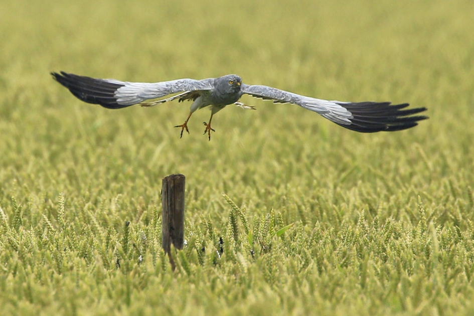 Take off - Vogels - GRAUWE KIEKENDIEF