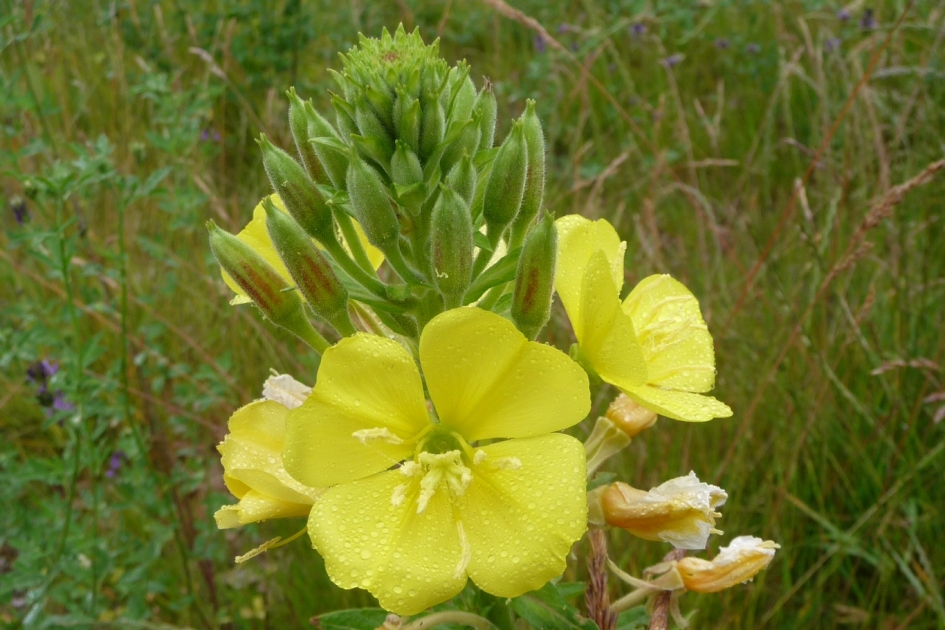 Teunisbloem - Planten - 