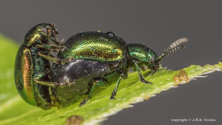 Toch doorgaan - Geleedpotigen - Groen zuringhaantje