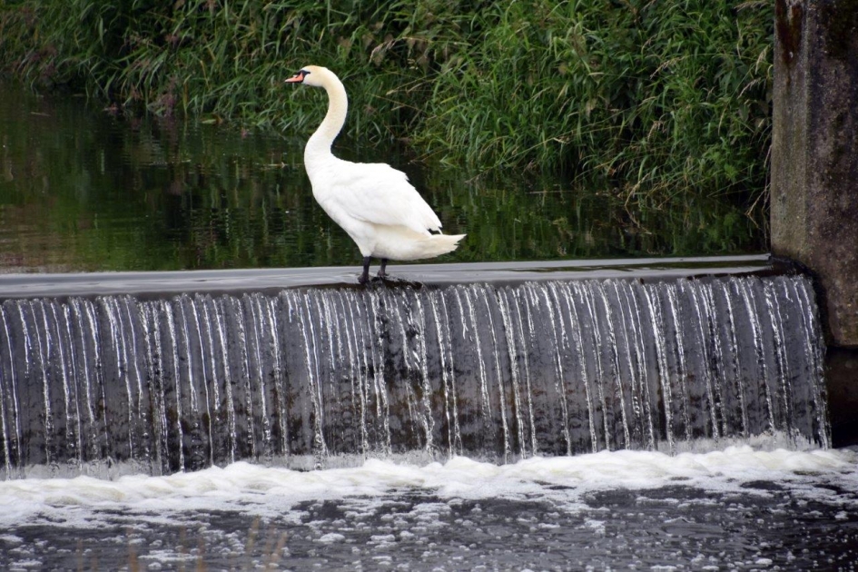 Toch maar zwemmen... - Vogels - 