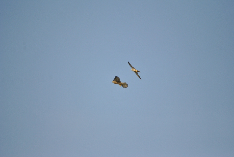 Toevallige ontmoeting ? - Vogels - Boomvalk en Torenvalk