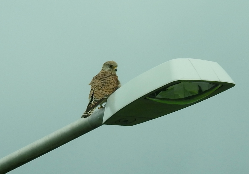 Torenvalk - Vogels - Torenvalk