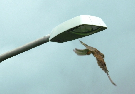 Torenvalk duikt naar prooi