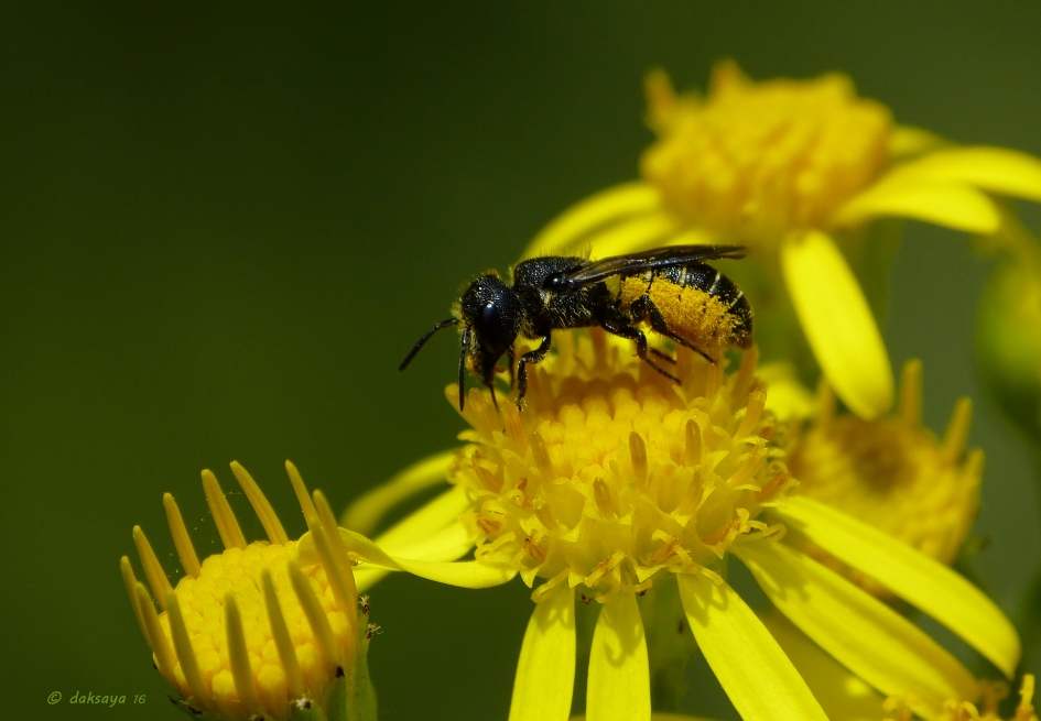 Tronkenbij (v) - Geleedpotigen - Tronkenbij