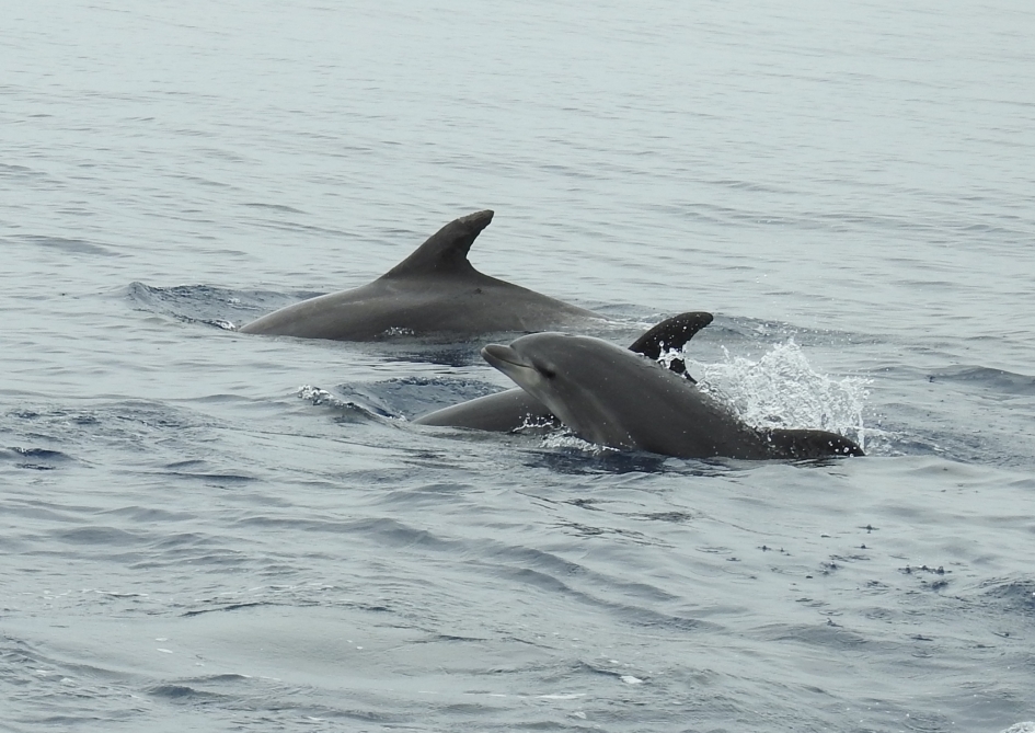 Tuimelaar kijkt even boven water. - Zoogdieren - Tuimelaar
