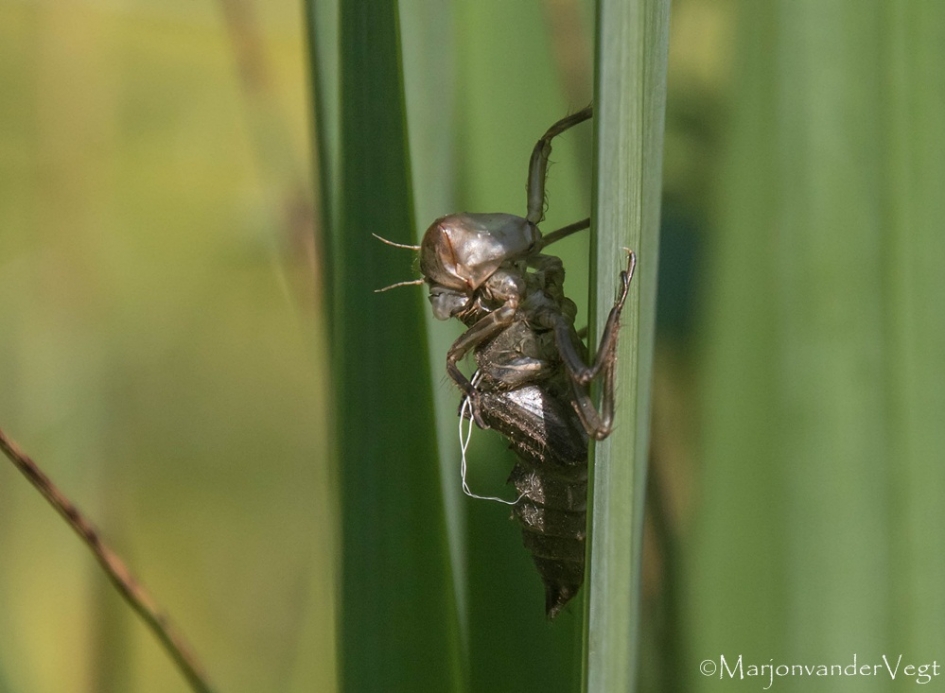 Uitsluiper - Geleedpotigen - Libelle