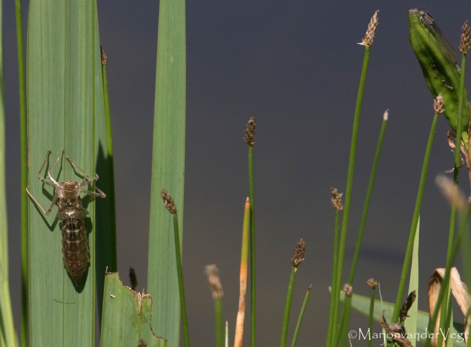 Uitsluiper - Geleedpotigen - Libelle