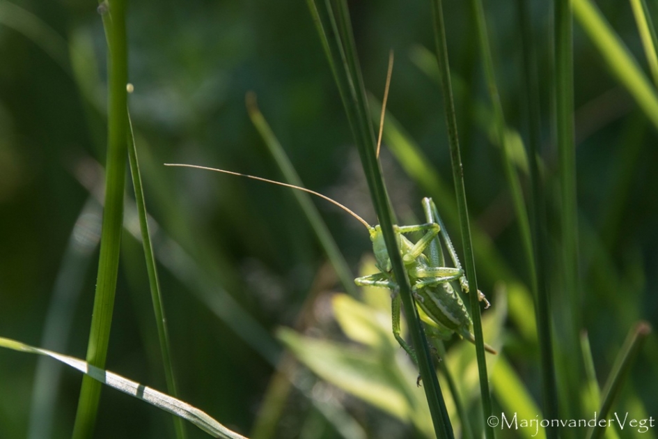Verstoppertje - Geleedpotigen - Sprinkhaan