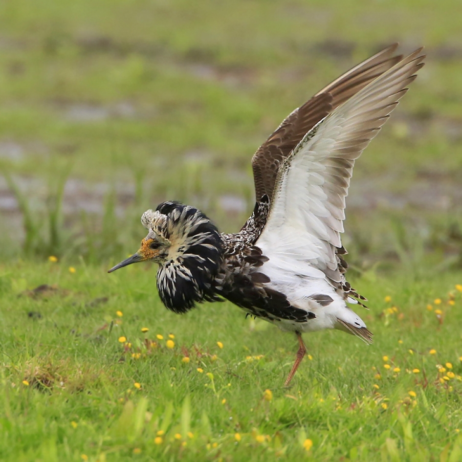 Vleugels - Vogels - Kemphaan