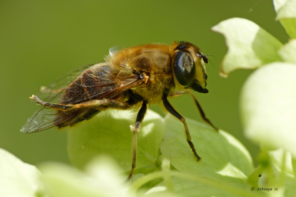 Vleugeltjes poetsen - Geleedpotigen - Blinde bij