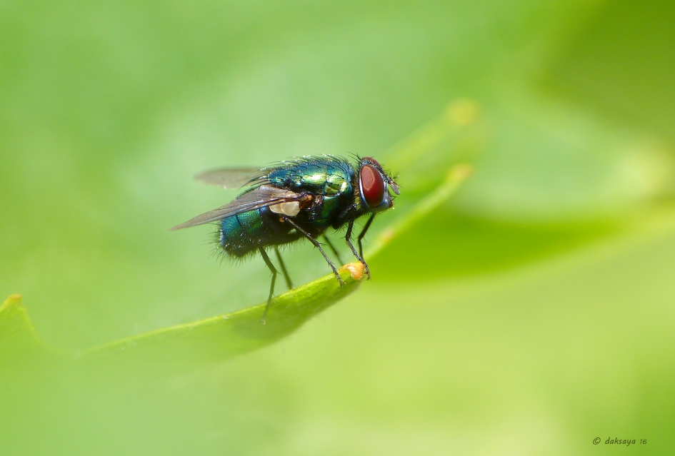 Vliegenweer - Geleedpotigen - 