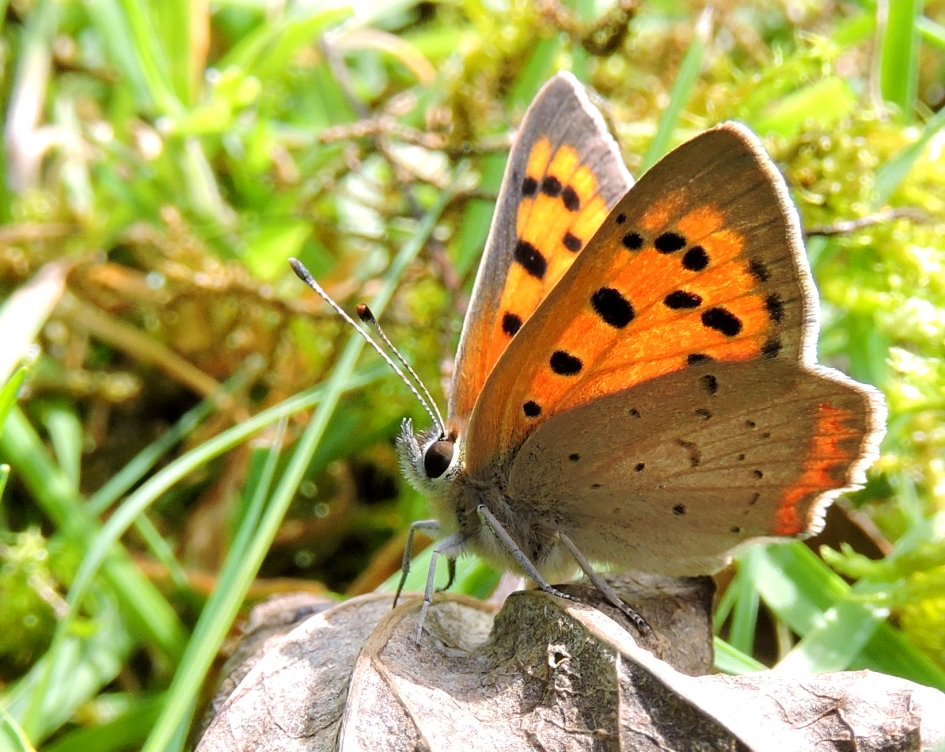Vlinder met vuur - Geleedpotigen - Kleine vuurvlinder