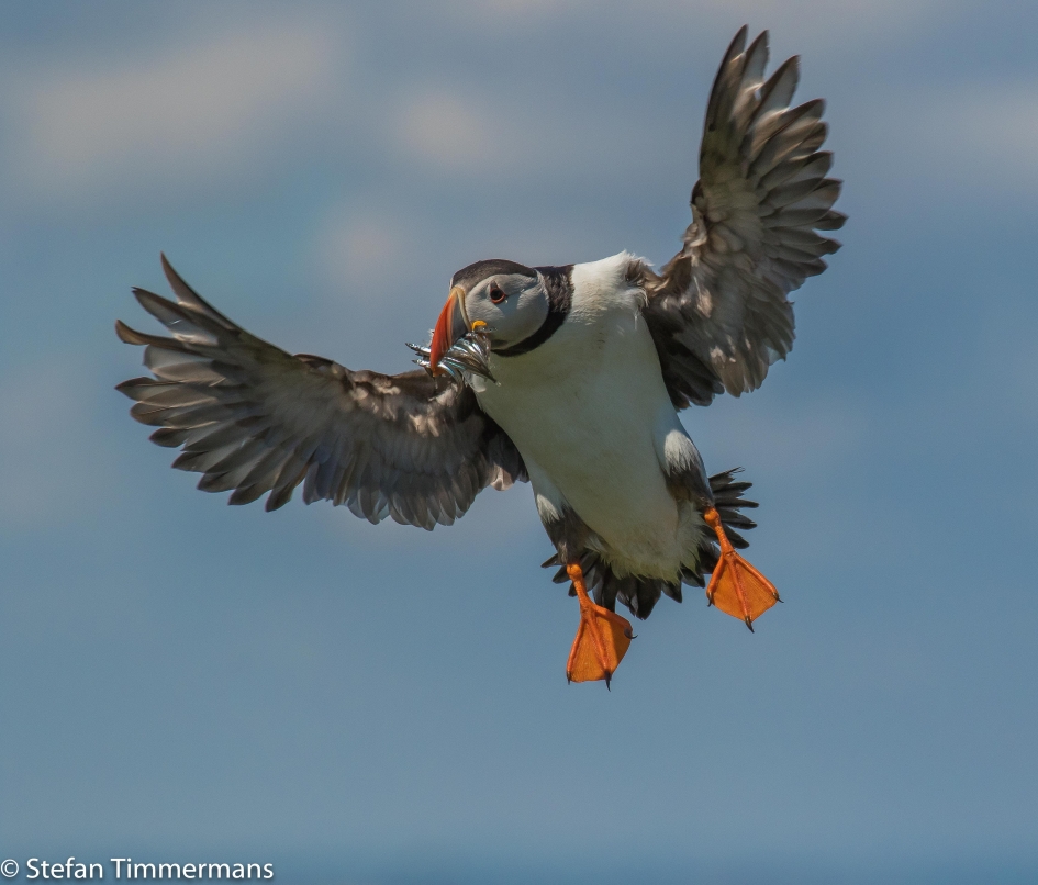 Volle bek! - Vogels - Papegaaiduiker