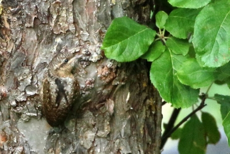 voor het eerst uit het nest