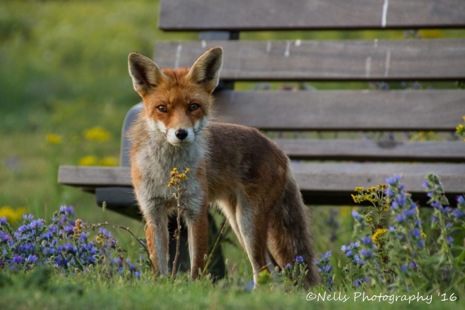 Vosje - Zoogdieren - Vos