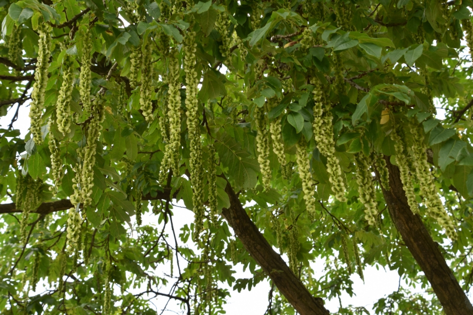 Vruchtslingers - Planten - 