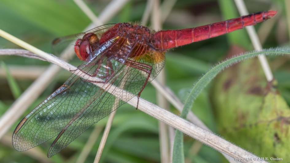 Vuurlibel (man) - Geleedpotigen - Vuurlibel