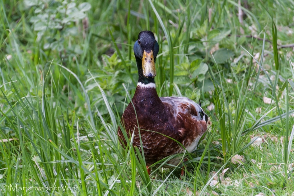 Wat zeg je? - Vogels - wilde eend