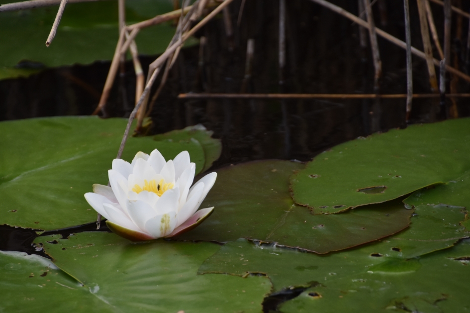 Waterlelie - Planten - 