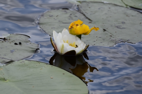 Waterlelie en gele plomp