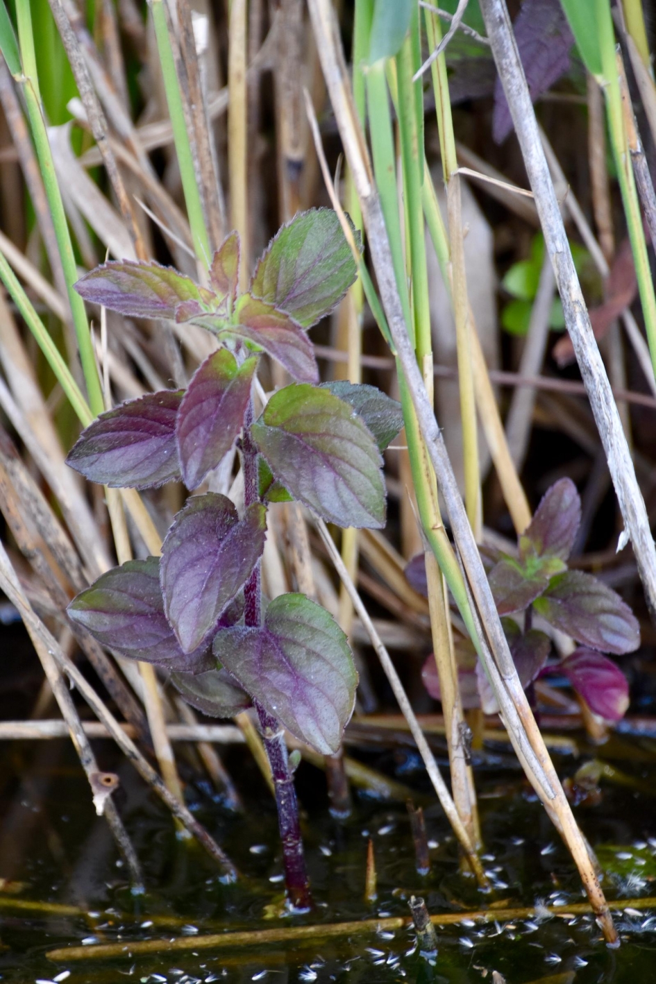 Watermunt - Planten - 