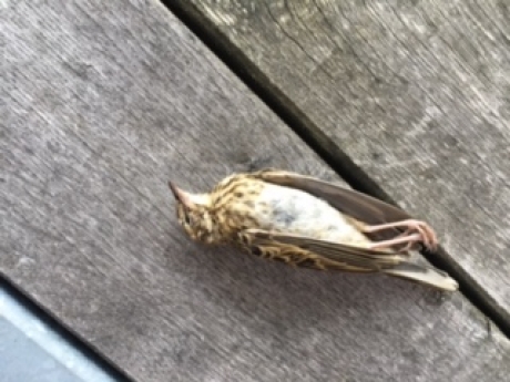 welke vogel is dit?