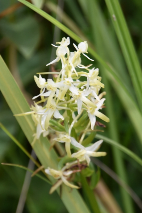 Welriekende nachtorchis