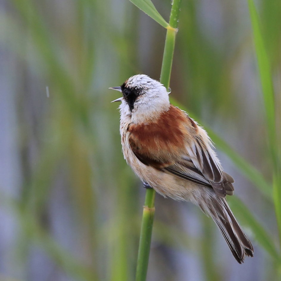 Who'll stop the rain? - Vogels - Buidelmees
