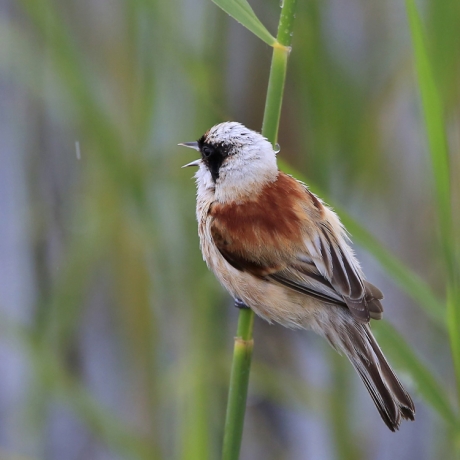 Who'll stop the rain?