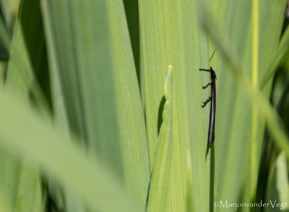 Wie ben ik ? - Geleedpotigen - 