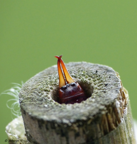 Wie niet weg is wordt gezien