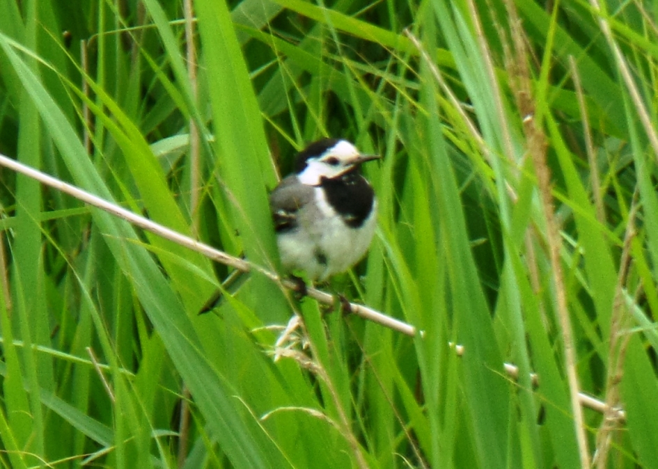 Witte kwikstaart - Vogels - Witte kwikstaart