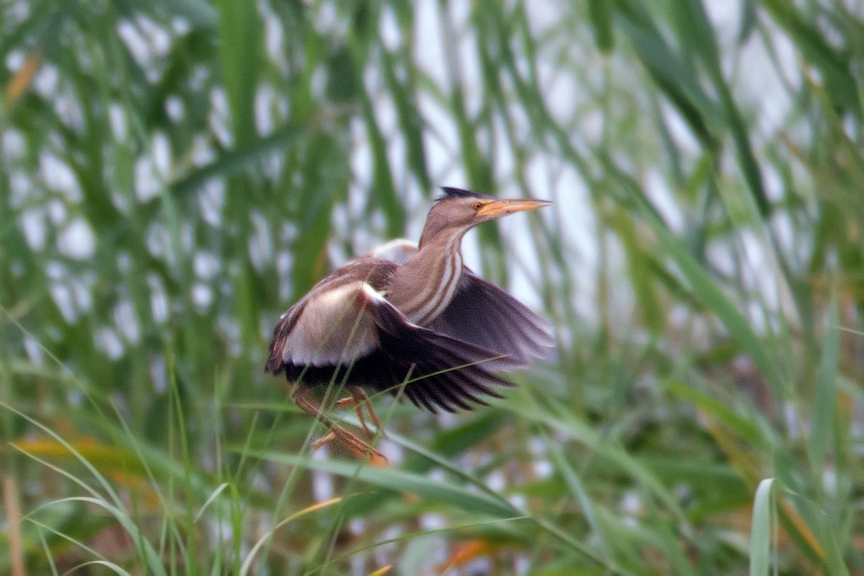 Woudaapje - Vogels - Woudaap