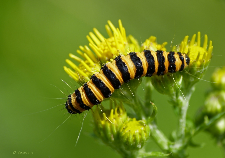 Zebrarups - Geleedpotigen - Zebrarups