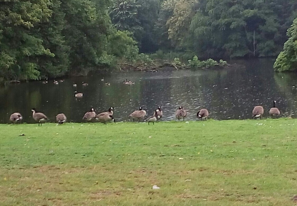 zoek de verschillen........... - Vogels - brandgans