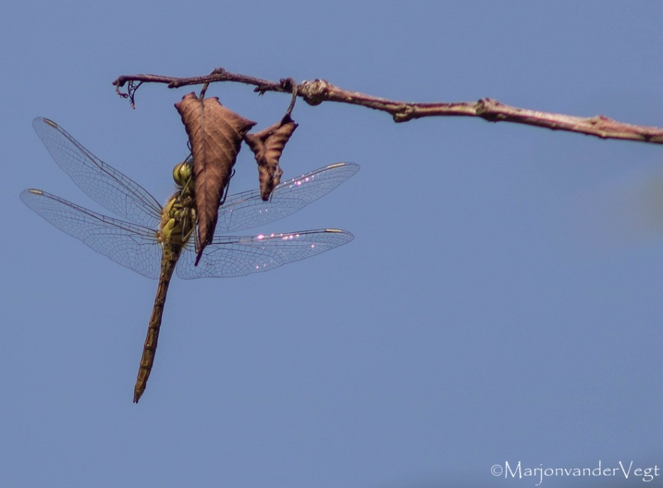 Zonnebaden - Geleedpotigen - Libelle