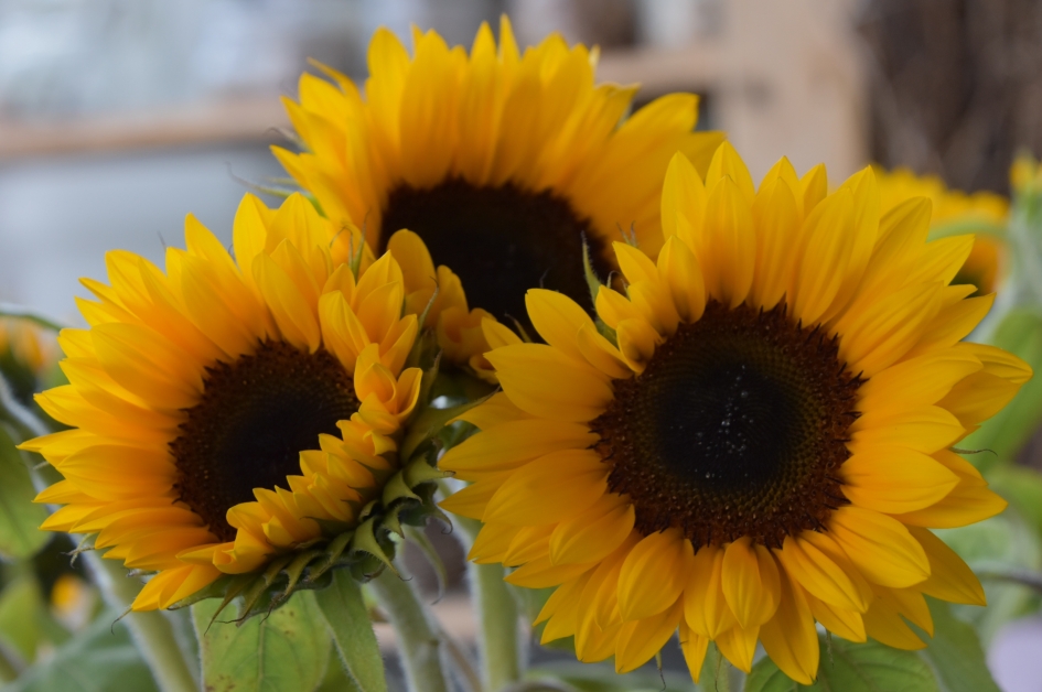 Zonnebloemen - Planten - 