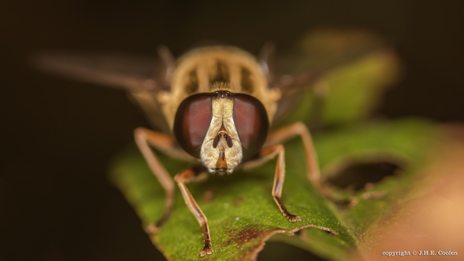 Zuurpruim - Geleedpotigen - Zweefvlieg