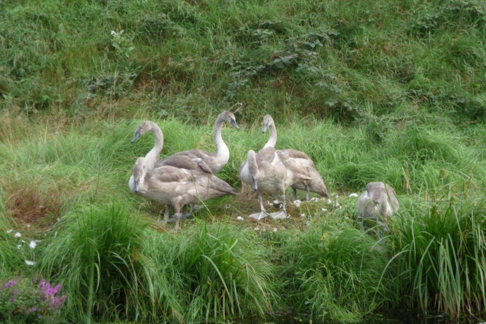 Jonge zwanen - Vogels - 