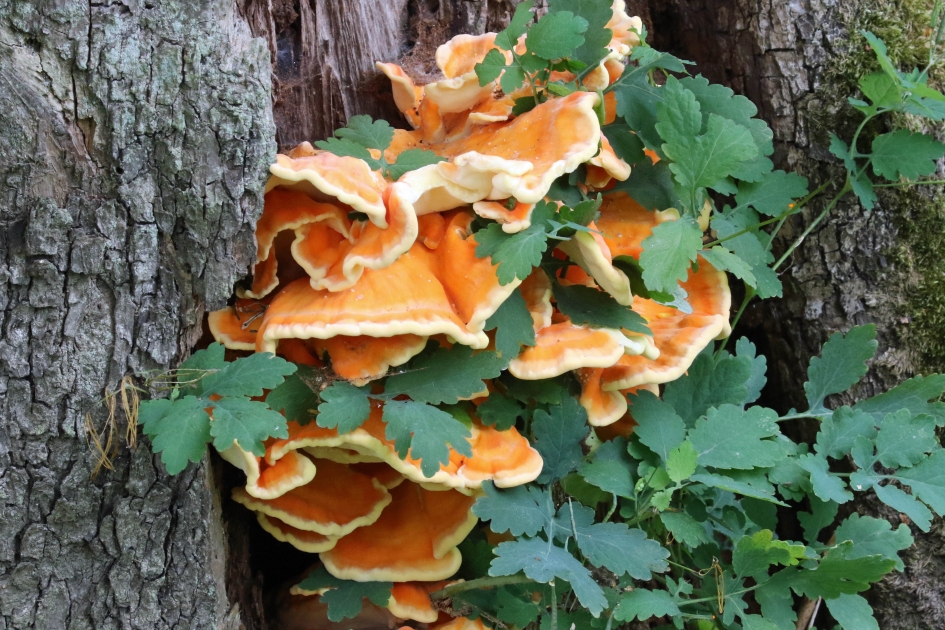 Zwavelzwam - Schimmels - 