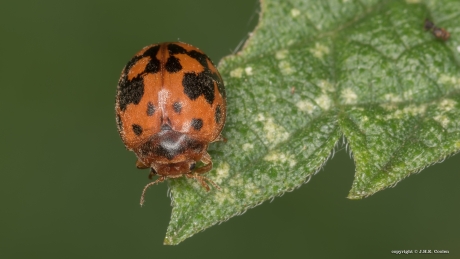 24-stippelig Lieveheersbeestje