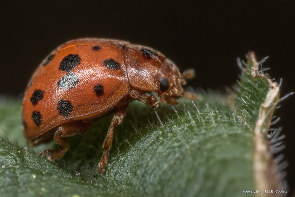 24-stippelig lieveheersbeestje - Geleedpotigen - 24-stippelig lieveheersbeestje
