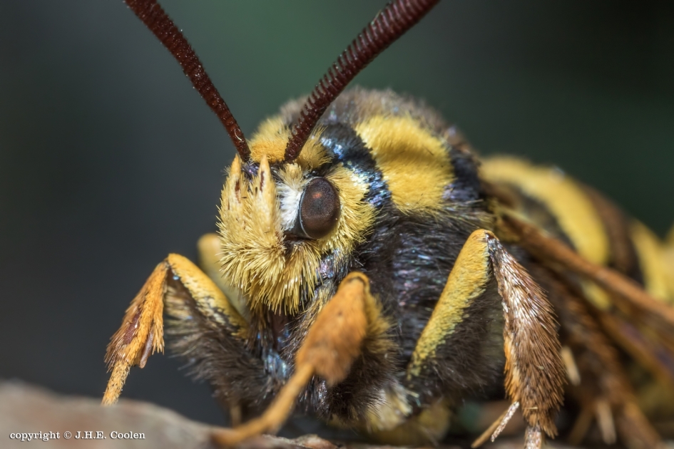 2 - Geleedpotigen - Hoornaarvlinder
