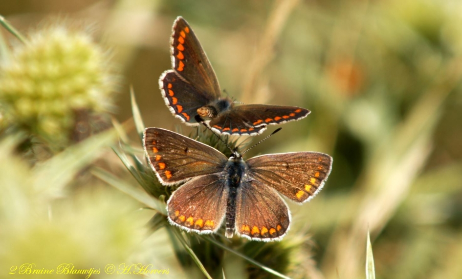 2 bruine blauwtjes - Geleedpotigen - 