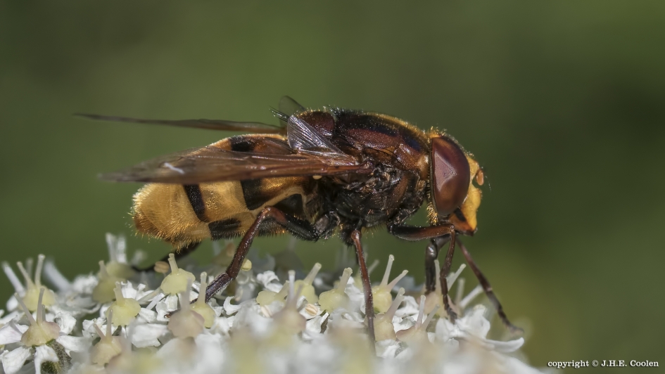 3 - Geleedpotigen - Stadsreus