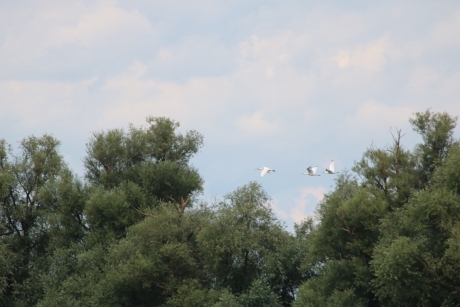 3 vliegende lepelaars