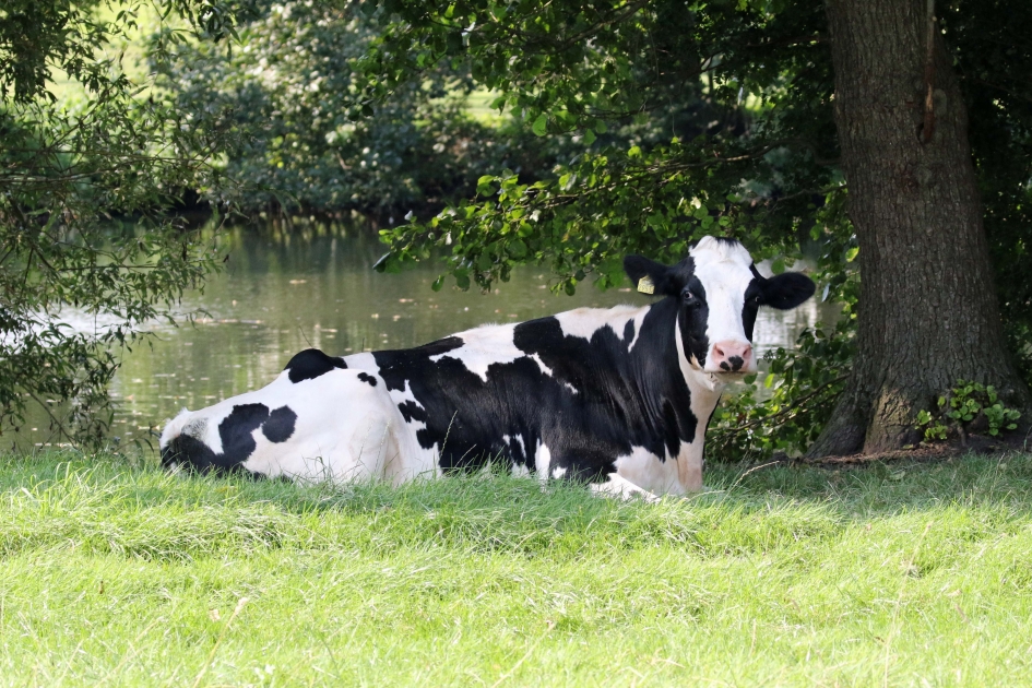 5***** weide - Zoogdieren - 