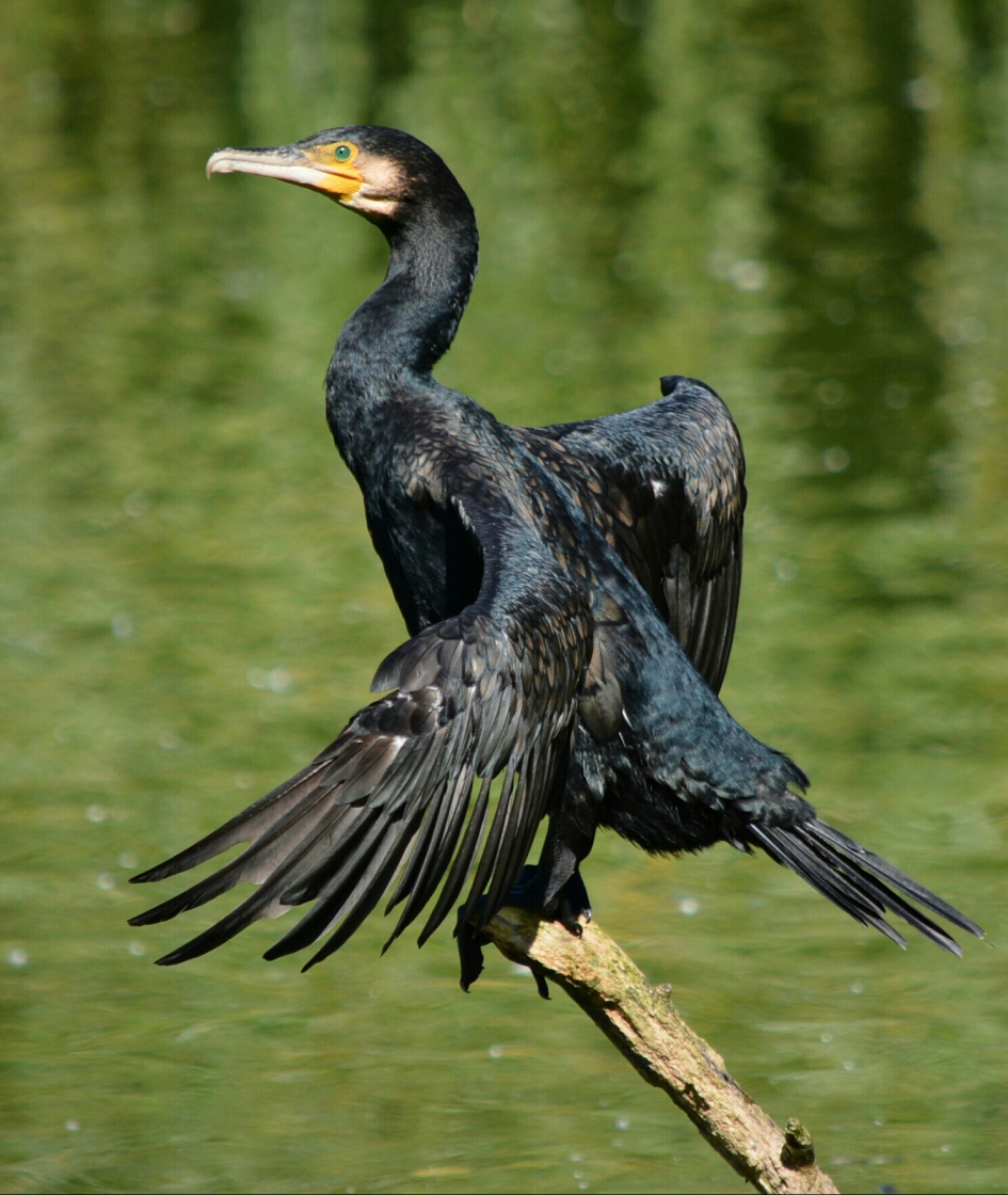 aalscholver in het zonnetje - Vogels - aalscholver