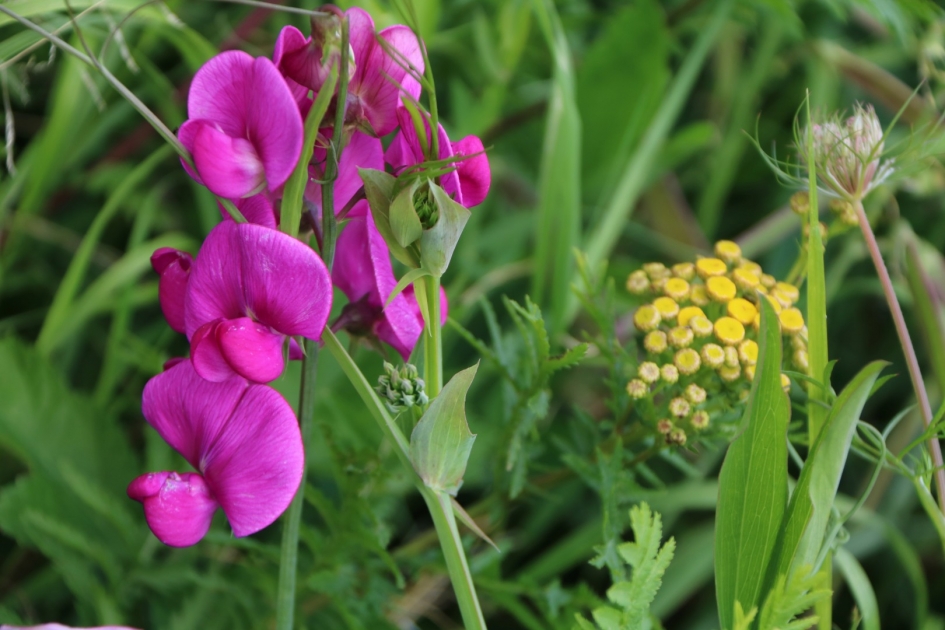 Aardaker (Lathyrus) - Planten - 