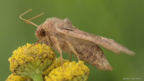 AARDAPPELSTENGELBOORDER